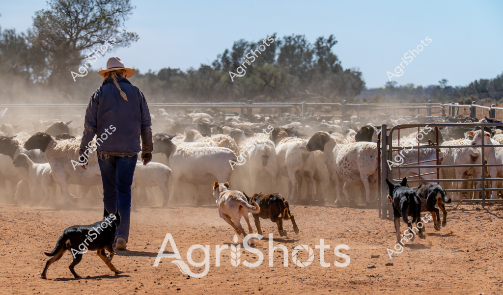 A stockman stands amid a dusty livestock yard, overseeing a large flock of white and speckled sheep. Wearing a navy jacket and wide-brimmed sun hat, the person is accompanied by several working dogs that are carefully herding and controlling the sheep's movement. The ground is a dry, reddish-brown earth, kicking up clouds of dust as the animals move, with metal livestock gates and fencing surrounding the paddock. Several working dogs - some black and white, others tan and white - are strategically positioned to guide and control the sheep's direction. The background shows sparse trees and scrubland, typical of an Australian rural station or farm setting, suggesting this is a cattle or sheep property in an arid or semi-arid region. The scene captures the hard work and skill of Australian livestock management, with the dogs and stockman working in unison to move and control the flock.