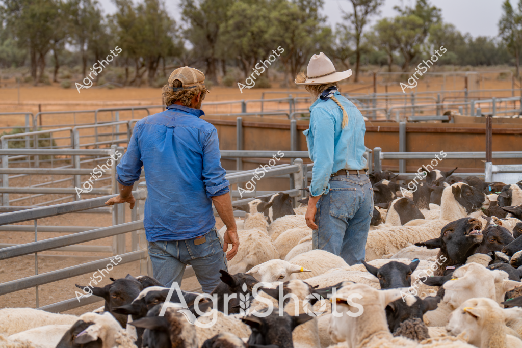 Two men in agricultural work attire stand among a mixed flock of white and black sheep within a metal livestock yard. Wearing blue long-sleeved shirts and denim jeans, they have their backs to the camera, observing the sheep clustered in the paddock. One wears a white broad-brimmed stockman's hat, while the other has a tan cap. The landscape behind them features eucalyptus trees and dry golden grasslands, typical of an Australian rural setting. The metal yard panels create structured boundaries, indicating a professional livestock management approach. The sheep - a mix of white and black-fleeced animals - are densely packed, suggesting they are being prepared for mustering, sorting, or transportation.

The scene captures the quintessential Australian agricultural experience of livestock management, with experienced workers carefully monitoring the flock in an arid pastoral environment. The careful positioning of the men and the orderly arrangement of the yards demonstrate the precision and skill required in sheep farming.