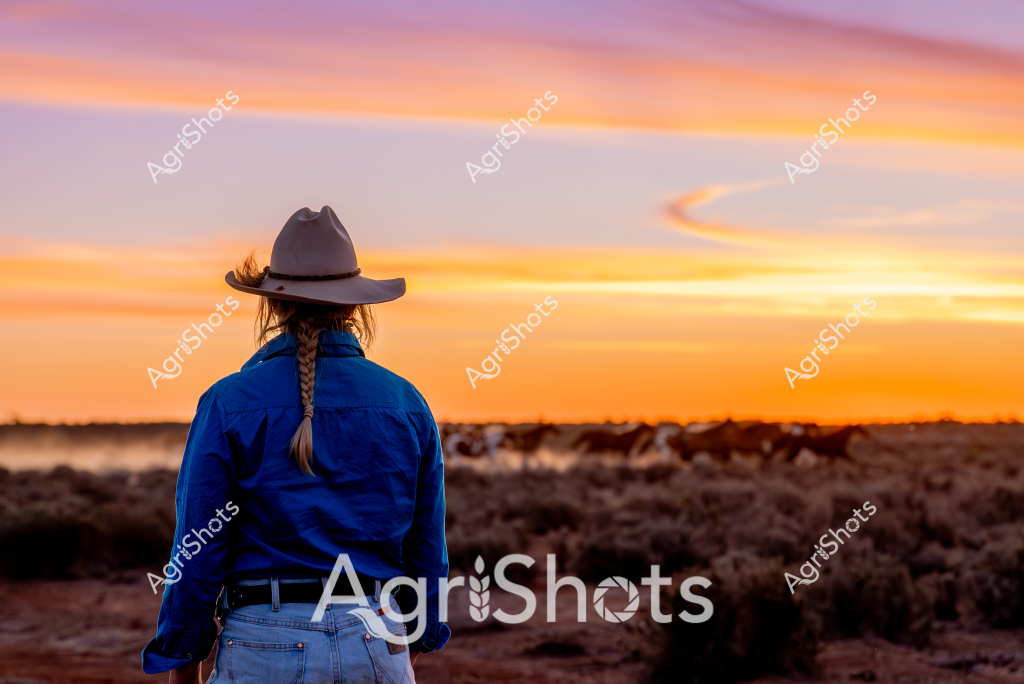 A woman stockman stands with her back to the camera, surveying a vast cattle herd at sunset. Wearing a classic wide-brimmed stockman's hat and a vibrant blue work shirt, she gazes across the arid landscape where a large mob of cattle grazes silhouetted against a breathtaking orange and golden sky. Her braided hair and relaxed posture suggest an experienced pastoral worker deeply connected to the Australian rural landscape. The scene captures the expansive beauty of the outback, with its wide horizons, sparse vegetation, and the timeless relationship between livestock managers and the land. The warm sunset colors create a striking backdrop, highlighting the solitary figure's contemplative stance and the sweeping scale of the rural environment.