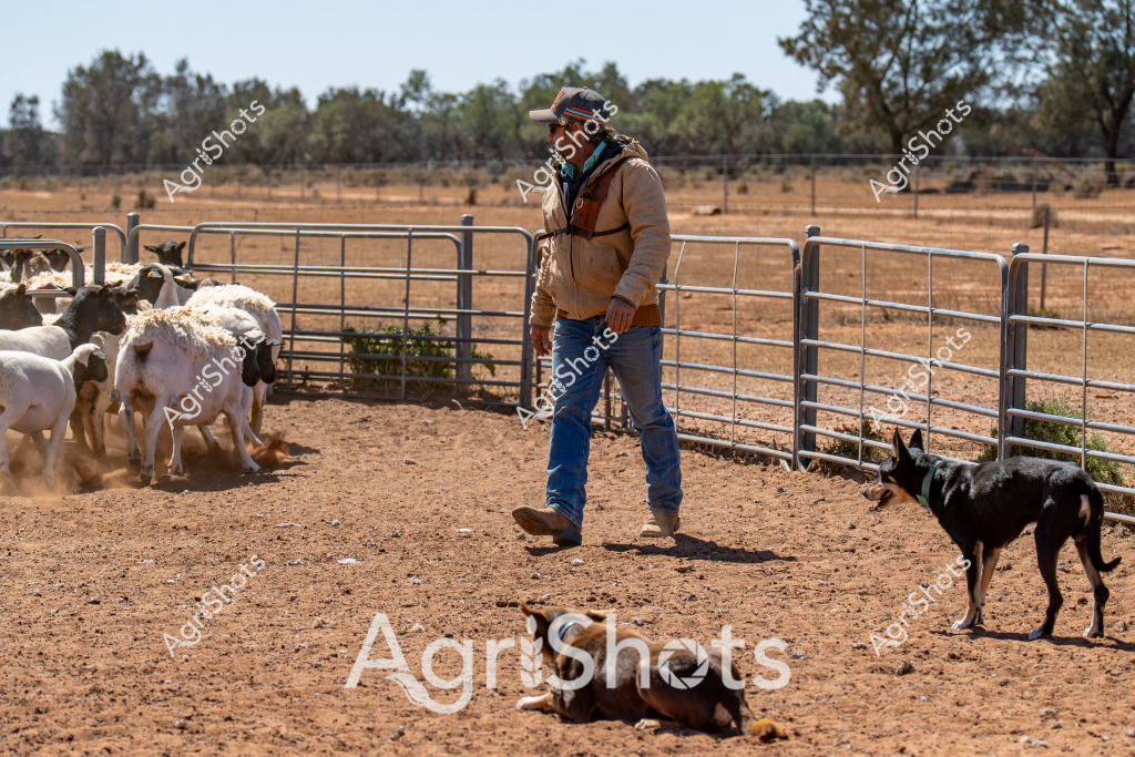 A man stockman stands in a dry, dusty yard managing a small flock of white sheep within metal livestock gates. A black working dog sits attentively nearby, while another dog lies on the ground, both ready to assist with stock movement. The landscape is typical of an Australian rural setting, with sparse paddocks and scattered eucalyptus trees visible in the background. The stockman wears traditional farm attire - a tan jacket, blue jeans, and a cap - suggesting a typical day of livestock management in what appears to be an arid or drought-affected region. The ground is hard-packed dirt, with minimal vegetation, highlighting the challenging environmental conditions common in Australian agricultural areas.

The scene captures the essence of rural stock management, where skilled workers and their trained dogs work together to control and move livestock in harsh, dry conditions. The interaction between the stockman, his dogs, and the sheep demonstrates the precision and teamwork required in Australian farming.