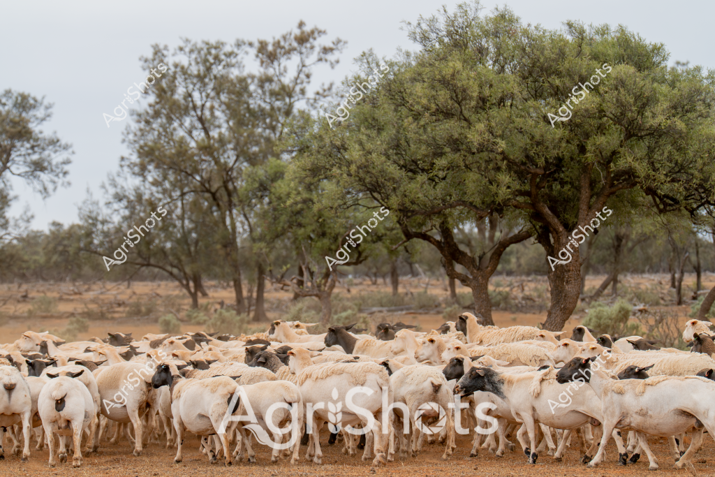 A densely packed herd of white and black sheep clusters beneath sprawling acacia trees in a dry, arid landscape typical of inland Australia. The woolly mob, primarily light-colored with some dark-fleeced individuals, stands tightly together on dusty, reddish-brown ground, creating a textural landscape of pastoral production. Gnarled, grey-green trees with spreading canopies provide minimal shade, illustrating the challenging environmental conditions of this remote grazing region. The sheep appear calm and stationary, their bodies creating a unified mass that speaks to the resilience of Australian livestock in harsh outback environments. The muted color palette of beige, grey, and olive green captures the subtle beauty of Australia's agricultural landscapes, where survival depends on adaptability and careful management.