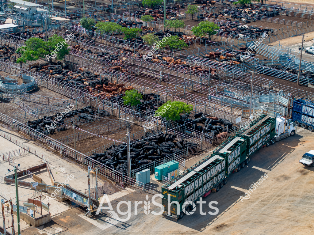 An expansive aerial view of a modern cattle saleyard reveals multiple interconnected metal-fenced paddocks densely populated with beef cattle. Rows of dark and reddish-brown cattle are strategically distributed across the compound, with small green trees and shade structures interspersed between the pens to provide relief from the harsh environment. A large green livestock transport trailer is positioned at the edge of the facility, ready for loading or unloading cattle, while industrial infrastructure including water tanks and processing equipment are visible throughout the site. The ground appears dry and compacted, typical of large-scale livestock management systems, with precise metal fencing creating a geometric pattern of controlled movement and segregation. The aerial perspective highlights the scale and industrial efficiency of modern beef cattle production, where large numbers of animals can be systematically managed, monitored, and prepared for market. Dusty earth tones and the structured layout emphasize the calculated approach to livestock farming in what appears to be an arid or semi-arid agricultural region.
