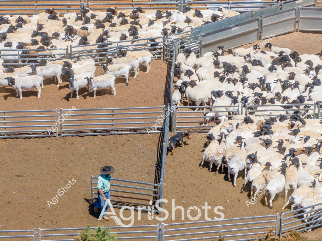 A large flock of black and white sheep are penned in a dry, sandy livestock yard, carefully managed by a stockman wearing a blue shirt and wide-brimmed hat. The sheep appear to be a mixed breed, with some pure white and others with distinct black heads and markings, typical of breeds like Dorper or Suffolk. Metal livestock panels divide the yard into separate pens, creating an organized system for sorting and managing the herd.

The stockman stands near the fence, observing the tightly packed groups of sheep that fill multiple interconnected yards. The ground is a sandy brown color, suggesting an arid or semi-arid agricultural region, likely in inland Australia. The precise arrangement of the yards and the careful positioning of the livestock demonstrate professional farm management techniques used in Australian sheep production.

The aerial perspective reveals the scale of the operation, with hundreds of sheep clustered together, their woolly bodies creating a textured landscape of white and gray against the earthy background. This scene captures the essence of Australian livestock farming - a blend of careful animal husbandry, strategic farm infrastructure, and adaptation to challenging rural environments.