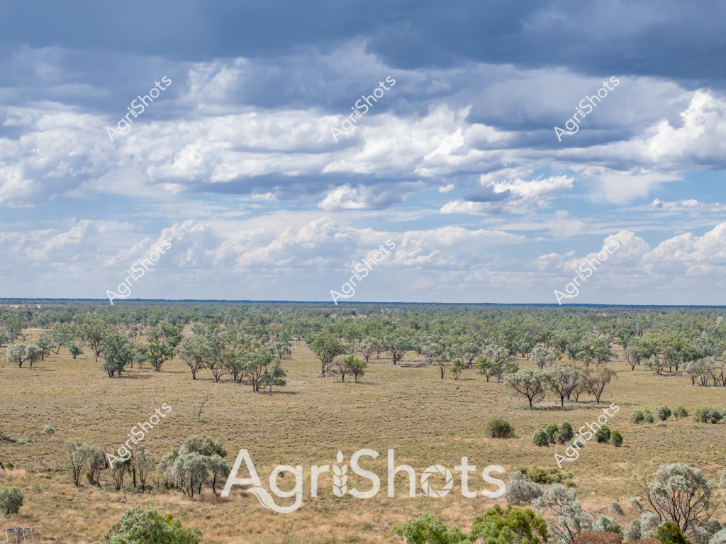 A sweeping Australian pastoral landscape unfolds under a dramatic, cloud-laden sky, revealing a sparse woodland of silvery-green eucalyptus trees scattered across dry grasslands. The terrain appears typical of an inland region, with scattered trees standing resilient against a backdrop of layered blue-grey and white clouds that dominate the expansive horizon. Patches of golden-brown grasses indicate dry seasonal conditions, suggesting this might be a grazing property in an arid or semi-arid zone of Australia, potentially in Queensland or New South Wales.

The landscape demonstrates the characteristic resilience of Australian agricultural landscapes - trees spaced widely to allow ground vegetation, with enough cover to provide shade and windbreaks for livestock. The terrain has a sense of openness and rugged beauty, with the scattered trees creating natural patterns across the undulating ground. The cloudy sky adds depth and drama to the scene, hinting at potential rainfall but also showcasing the often unpredictable nature of Australian rural environments.

The image captures the essence of Australian dryland farming and grazing - a testament to the adaptability of both the landscape and the agricultural practices that sustain life in these challenging terrains. The muted color palette of greys, greens, and browns speaks to the subtle beauty of the Australian bush.