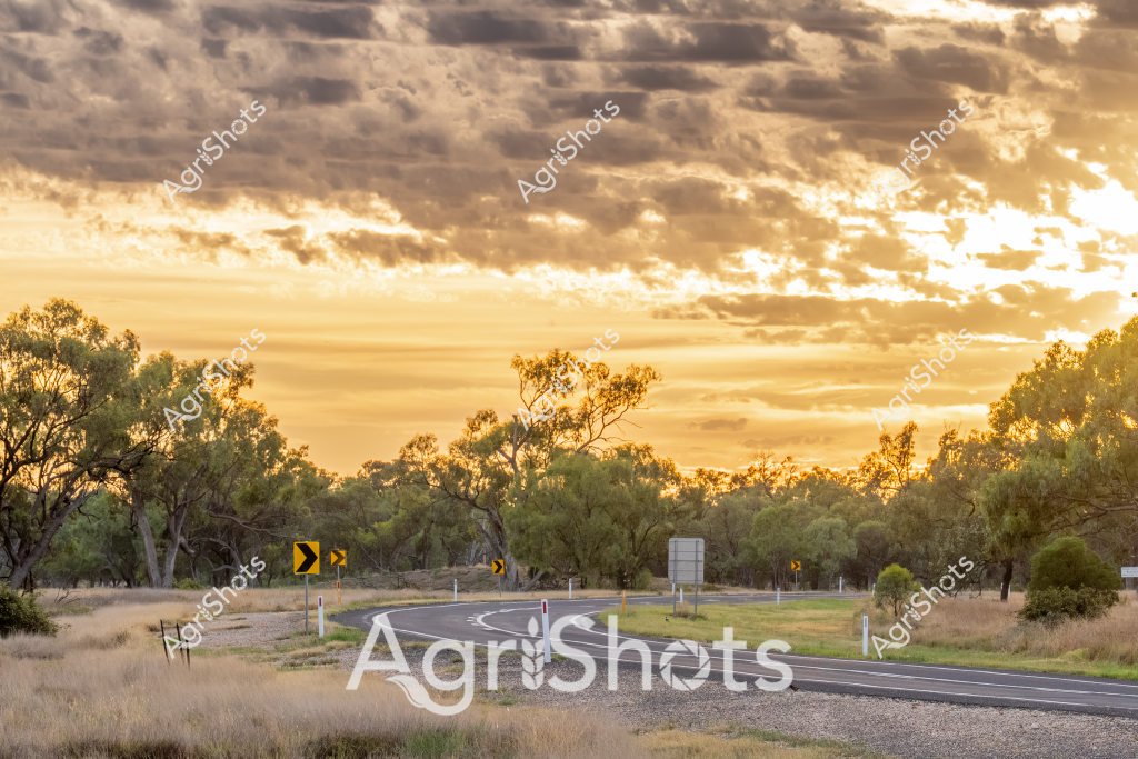 This evocative rural landscape captures a sweeping highway curve at sunset in what appears to be the Australian outback. Golden late-afternoon light bathes the scene, illuminating gnarled eucalyptus trees and dry grasslands surrounding a winding bitumen road. Directional curve warning signs in yellow and black mark the road's trajectory, guiding drivers through the undulating terrain with careful precision. Dense, textured clouds in warm sepia and amber tones create a dramatic backdrop, their layered formations stretching across the expansive sky and casting a rich, atmospheric glow over the surrounding bushland. The road's gentle bend and strategic signage suggest a well-maintained rural highway traversing a classic Australian pastoral landscape, where the rugged beauty of the natural environment meets careful infrastructure design.