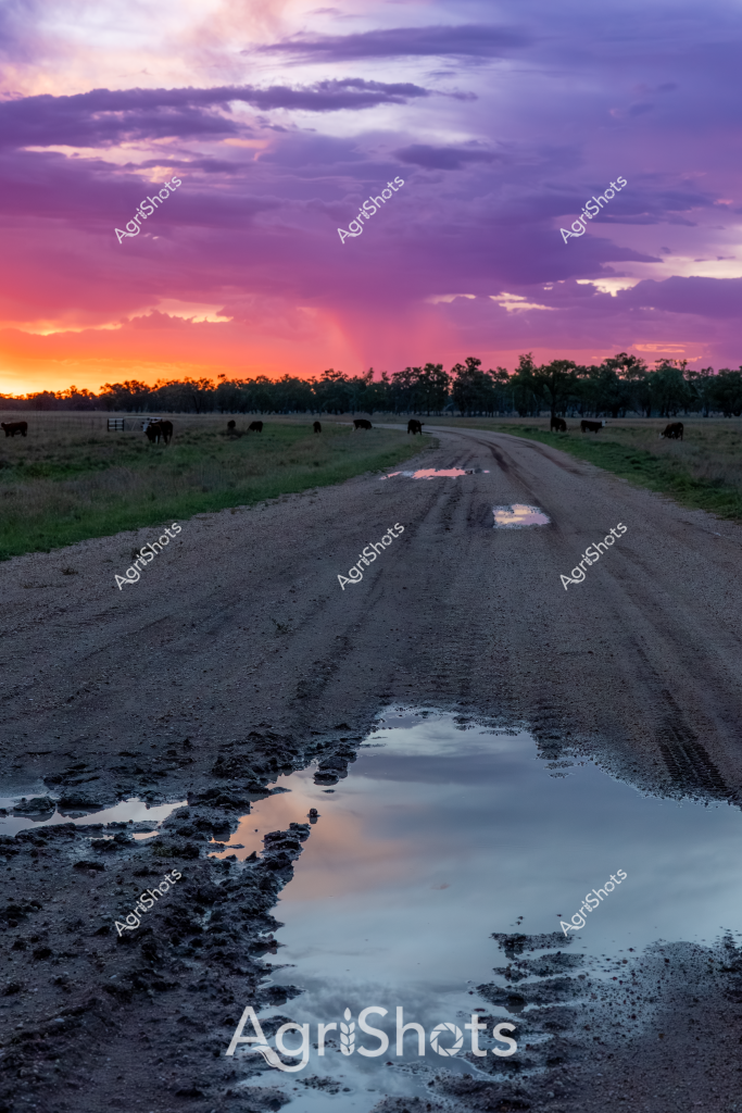 A dramatic rural sunset illuminates a dusty gravel road winding through a cattle paddock in what appears to be an Australian pastoral landscape. Silhouetted cattle graze peacefully in the grassy field alongside the road, which features a large muddy puddle reflecting the spectacular orange and purple sky. The sunset creates a breathtaking gradient of colors - deep orange blending into vibrant purple clouds, with soft light spreading across the horizon's treeline. Tire tracks and mud splashes mark the unsealed road, suggesting recent vehicle movement through the wet conditions. The reflective water puddle captures the dramatic sunset colors, creating a mirror-like effect that adds depth and visual complexity to the rural scene. This image captures the quintessential Australian agricultural landscape - vast, open grasslands, livestock, and an expansive sky that dominates the composition.