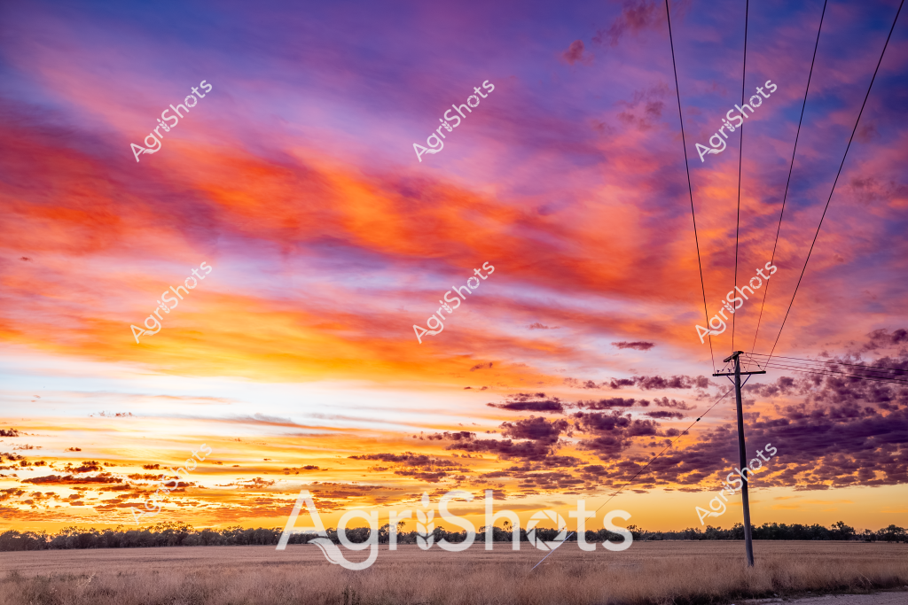 A magnificent agricultural sunset transforms the rural landscape with an explosive palette of deep crimson, brilliant orange, and rich golden hues cascading across the expansive sky. Electrical power lines slice vertically through the dramatic cloudscape, connecting the vibrant horizon to the dry grassland below, creating a quintessential Australian rural scene. Soft, textured clouds stretch horizontally across the frame, their edges illuminated in fiery tones that grade from intense yellow at the horizon to deep purple and magenta at the upper atmosphere. The silhouetted treeline in the distance provides a dark contrast to the luminous sky, highlighting the vast openness of the agricultural terrain. This breathtaking skyscape captures the magical transitional moment between day and night, showcasing the raw, untamed beauty of the Australian countryside with its wide-open spaces and dramatic natural lighting. The power infrastructure subtly reminds viewers of the human presence in this otherwise timeless, natural landscape.