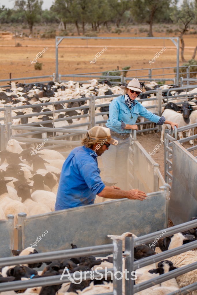 Two experienced stockmen manage a large herd of sheep in metal livestock yards during a dry, arid landscape setting. A woman wearing a wide-brimmed white hat and light blue long-sleeved shirt stands near the metal yard gates, while another worker in a blue jacket assists with moving the animals. The dusty paddock behind them contains sparse trees and golden-brown ground, typical of an Australian pastoral landscape. Multiple sheep - a mix of white and dark-colored animals - are densely packed within the metal yard compartments, waiting to be sorted or processed. The scene captures the precision and practical teamwork required in managing livestock in challenging rural conditions, highlighting the essential skills of Australian agricultural workers in handling large herds across expansive, dry terrain.