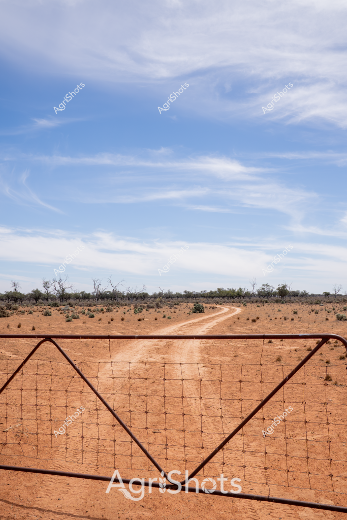 A stark rural landscape captures the essence of the Australian outback, with a rusty farm gate framing a sweeping dirt track across a dry, ochre-colored paddock. Sparse vegetation and scattered dead trees punctuate the arid horizon, creating a textural landscape that speaks to the challenging conditions of the region. Wispy cirrus clouds stretch across a pale blue sky, suggesting the intense heat and limited rainfall characteristic of inland Australia. The weathered farm gate, constructed of metal mesh and robust steel poles, stands as a symbol of resilience in this unforgiving environment. The dirt track winds through the landscape, disappearing into a distant treeline, hinting at the vast distances and isolation of rural agricultural regions. The scene embodies the harsh beauty of Australian dryland farming, where survival requires strength and adaptability.