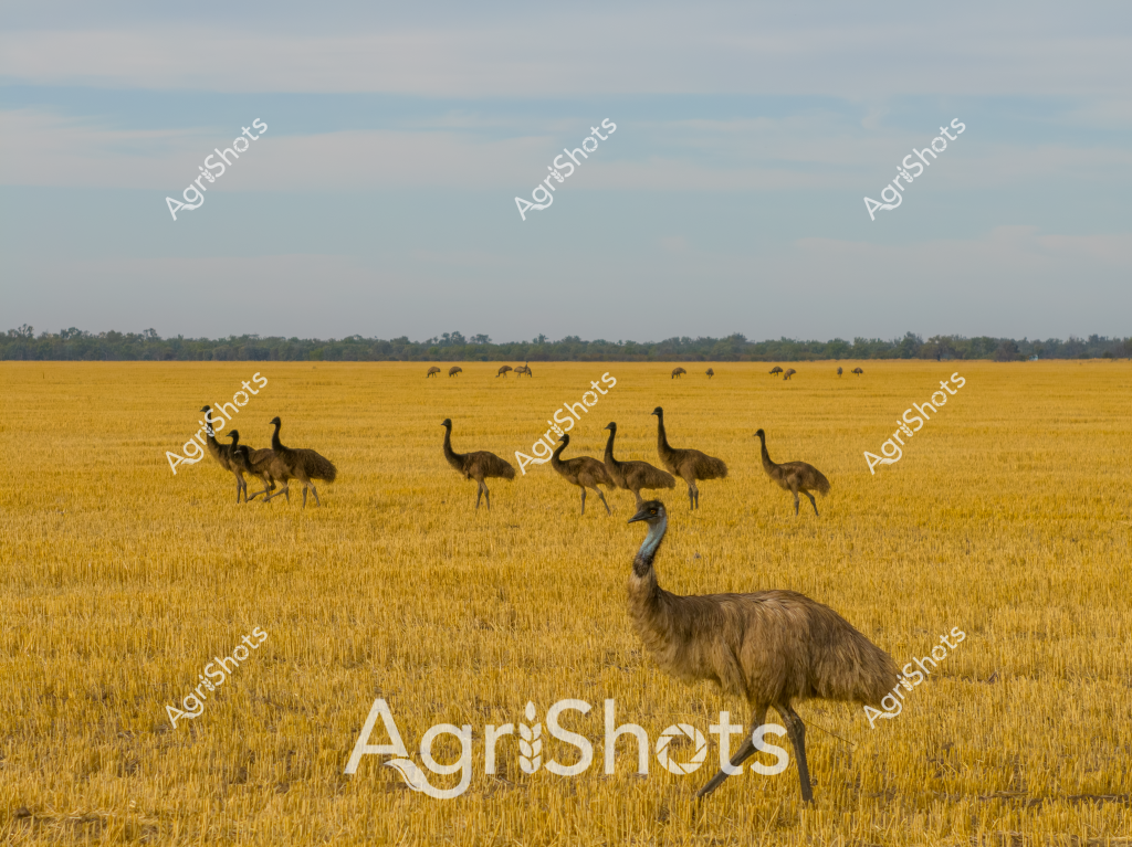 A flock of emus wander across a golden wheat stubble paddock, their distinctive long-legged silhouettes creating a striking scene against the harvest-ready landscape. The birds move in a loose group, with several individuals spread across the foreground and background of the expansive yellow field. Soft blue-gray skies create a muted backdrop to the warm-toned grassland, with distant tree lines marking the horizon. These native Australian birds appear relaxed, moving naturally through the post-harvest agricultural landscape, their brown-feathered bodies blending subtly with the dry stubble. The image captures a quintessential Australian rural scene, where wildlife and agricultural land intersect seamlessly. The wide-open paddock demonstrates the vast scale of Australian agricultural landscapes, with the emus moving freely across the recently harvested wheat field.