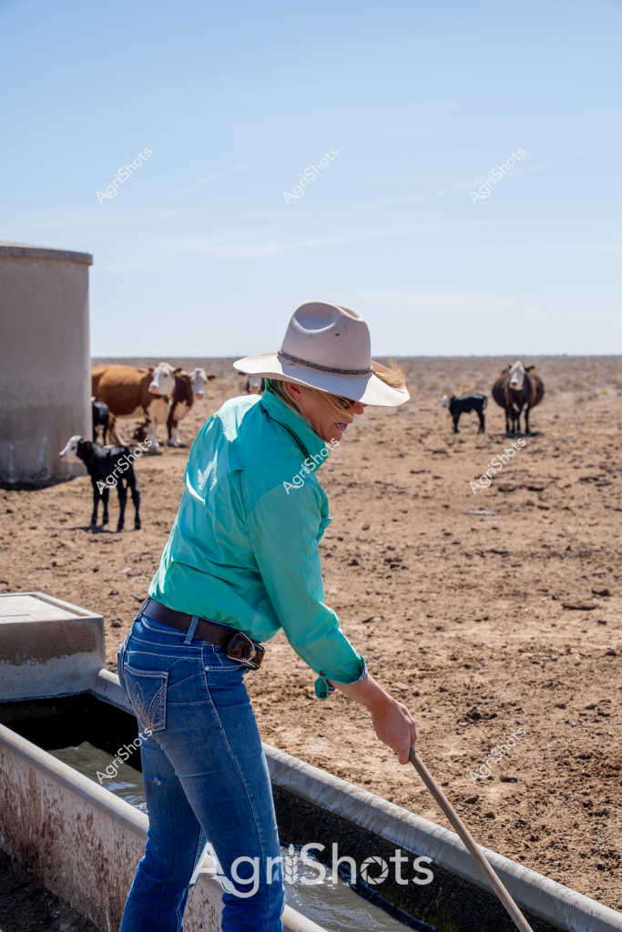 A woman livestock manager wearing a white wide-brimmed hat and bright turquoise long-sleeved shirt stands in a dry, arid landscape, carefully tending to the small herd of cattle and goats. The barren paddock surrounds a white water storage tank, with sparse, dusty ground stretching to the horizon. She leans over a concrete water trough, using a long pole to manage the water supply for her animals, demonstrating the challenging conditions of rural agricultural work. Several cattle and black goats are scattered around the tank, highlighting the sparse grazing conditions typical of drought-affected regions. Her blue jeans and cowboy hat suggest practical, hardworking attire designed for the harsh outdoor environment, while her careful attention to the livestock speaks to the resilience of Australian farmers managing stock in difficult conditions.

The scene captures the essence of rural agricultural life - a careful balance of resource management, animal husbandry, and survival in an unforgiving landscape. The clear blue sky and open terrain emphasize the isolation and challenge of maintaining a livestock operation in what appears to be a particularly dry and demanding environment.