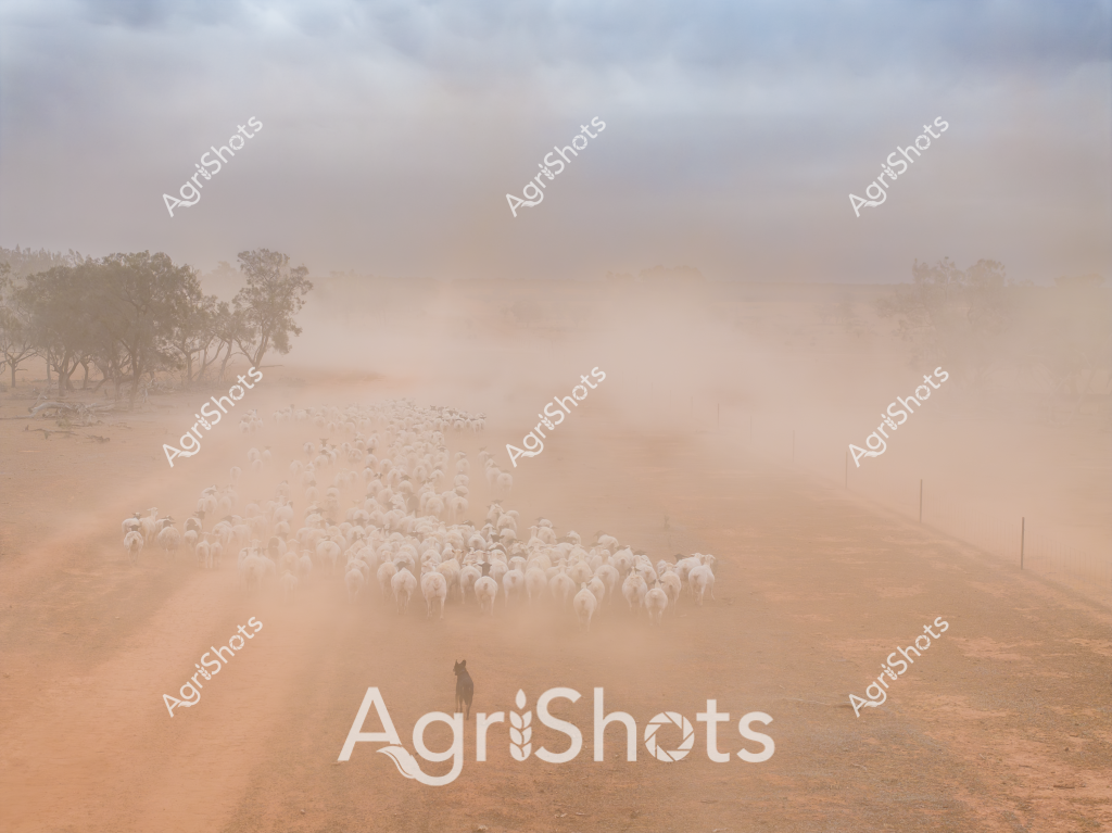 A flock of sheep moves through a dusty, arid landscape under a soft, overcast sky. A lone herding dog stands in the foreground, guiding the white woolly mob along a dirt track lined with scattered eucalyptus trees. The scene captures the harsh conditions of an Australian pastoral setting, with thick ochre-colored dust billowing around the moving sheep, creating a hazy, atmospheric landscape that speaks to the challenges of livestock management in dry regions. The muted tones of brown, tan, and pale gray blend together, emphasizing the rugged and unforgiving nature of the outback environment. The herding dog's disciplined stance and the tightly grouped sheep demonstrate the skilled coordination required to manage livestock across vast, arid paddocks.