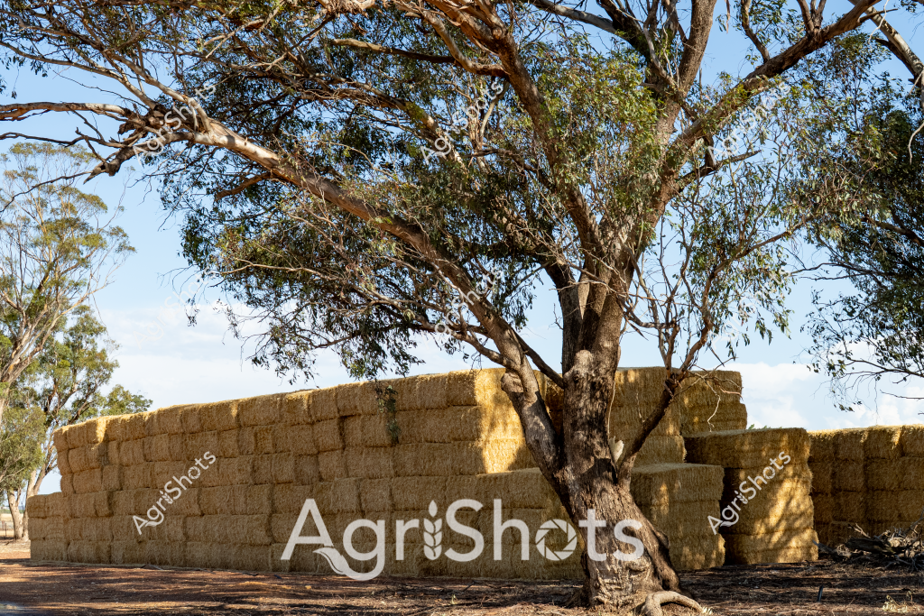 A large stack of golden hay bales stands stacked methodically beside a mature eucalyptus tree, casting deep shadows in the bright Australian rural landscape. The rectangular hay bales are neatly arranged in multiple layers, creating a substantial storage wall of compressed crop residue typical of broadacre farming practices. Sunlight highlights the textured straw, revealing varying golden and tan hues that speak to the quality of the harvested hay. The surrounding landscape includes additional gum trees and an expansive blue sky, suggesting this is likely a scene from a wheat or mixed farming region in rural Australia. The carefully constructed hay stack represents an important agricultural storage strategy, protecting valuable livestock feed and demonstrating the precision of modern farming techniques. The tree provides natural shade and visual contrast to the geometric hay bale structure, emphasizing the harmonious relationship between natural and cultivated elements in the agricultural landscape.