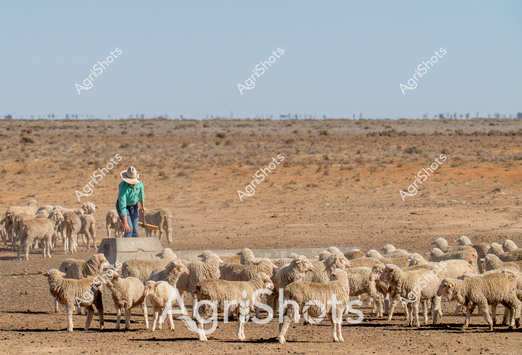 A woman stockman stands atop a concrete water trough, surrounded by a large flock of merino sheep in a dry, expansive outback landscape. The parched paddock stretches toward a distant horizon, with sparse vegetation and a pale blue sky indicating harsh drought conditions. Wearing a teal work shirt, white hat, and sturdy work pants, the stockman carefully monitors the sheep gathered around the water source. The woolly merino sheep, with their dense cream-colored fleece, cluster tightly around the trough, seeking water in the arid environment. The landscape is a palette of dusty browns and ochres, emphasizing the challenging conditions of rural Australian sheep farming. This image captures the resilience of both the livestock and the people who manage them in one of the world's most unforgiving agricultural environments.