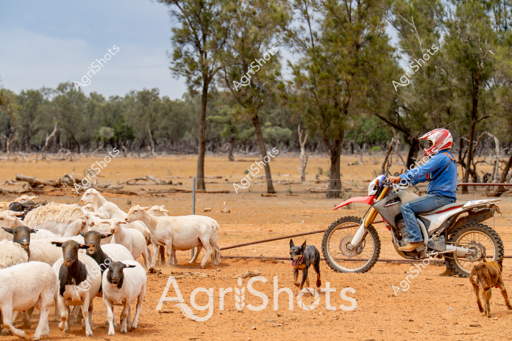 A man on a dirt bike herds a flock of white and black sheep across a dry, sparse paddock in what appears to be an arid Australian pastoral landscape. Accompanied by working dogs, he uses the motorcycle to navigate the dusty terrain, guiding the mixed-breed sheep through a grove of scattered eucalyptus trees. The rider, wearing a blue jacket and red motorcycle helmet, employs a long rope to help control the movement of the livestock, demonstrating a modern approach to mustering sheep in challenging drought-like conditions. Two alert working dogs - likely Australian Cattle Dogs or kelpies - assist in directing the sheep, running alongside the bike and helping to keep the flock together. The landscape is characterized by a golden-brown earth, sparse vegetation, and widely spaced trees, typical of inland Australian agricultural regions during dry seasons. This scene captures the adaptability of contemporary Australian farmers, using motorcycles and working dogs to manage livestock in harsh environmental conditions.