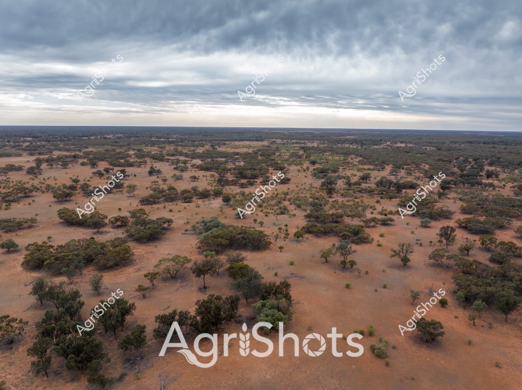 A vast, arid Australian landscape stretches beneath an overcast, moody sky, revealing a classic outback terrain of scattered eucalyptus trees and sparse vegetation across rust-red soil. The expansive scene captures the challenging environmental conditions typical of inland Australia, with dense tree clusters interrupting the otherwise open terrain. Muted green vegetation punctuates the reddish-brown ground, creating a textural mosaic that speaks to the resilience of plant life in drought-prone regions. Low-lying scrub and isolated trees are distributed across the landscape, demonstrating the sparse vegetation characteristic of semi-arid agricultural zones. The cloudy, subdued sky creates a sense of atmospheric tension, with layers of gray and silver clouds suggesting the possibility of rare rainfall in this harsh environment. This aerial perspective provides a compelling view of Australia's challenging agricultural landscape, highlighting the subtle beauty and environmental complexity of the continent's interior regions.