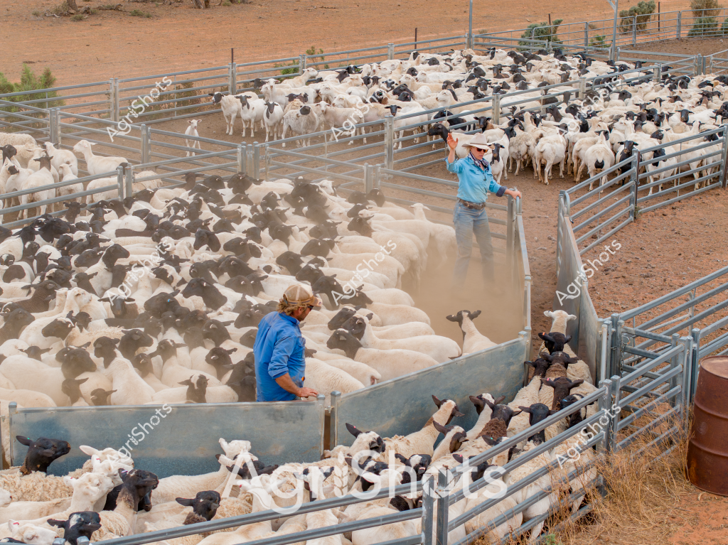 A dusty sheep yards scene captures two workers managing a large flock of black and white sheep in a metal livestock holding pen. A woman in a blue shirt and a man in a blue shirt and cap are strategically positioned within the fenced area, carefully directing and sorting the densely packed mob of sheep. The arid, reddish-brown ground and metal yard infrastructure suggest this is a typical livestock management scene in the Australian outback or pastoral region. Dozens of sheep - predominantly white with black faces and legs, characteristic of breeds like Merino or Dorper - are tightly clustered in different pens, creating a textured landscape of woolly bodies. Dust rises from the animals' movement, indicating active livestock handling during what appears to be a warm, dry day. The metal gates and sorting infrastructure demonstrate the sophisticated approach to sheep management in Australian agriculture, where precise handling and sorting are critical to pastoral operations.