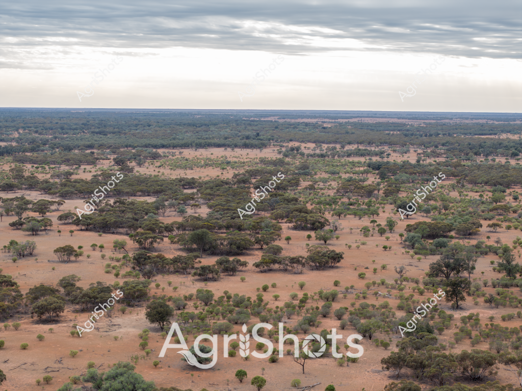 This landscape captures a classic Australian semi-arid savanna ecosystem, featuring a scattered woodland of eucalyptus and acacia trees spread across undulating terracotta-colored plains. The expansive view reveals a mosaic of green and russet vegetation, with dense tree clusters interspersed among sparse grasslands stretching toward a distant, clouded horizon. Soft gray clouds blanket the sky, creating a muted, atmospheric backdrop that emphasizes the subtle textures and nuanced color variations of the landscape.

The terrain suggests a region experiencing moderate drought conditions, with patchy vegetation and reddish-brown ground indicating limited rainfall. Mature trees with broad canopies provide critical shelter and ecological diversity, their green foliage contrasting against the dry ground. The landscape's composition reflects the resilience of Australian woodland ecosystems, capable of surviving in challenging environmental conditions.

This aerial perspective highlights the intricate balance of vegetation in arid to semi-arid Australian landscapes, showcasing the natural adaptability of native plant species. The scene represents a quintessential Australian rural landscape - vast, subtly colored, and demonstrating nature's capacity to thrive in seemingly harsh environments.