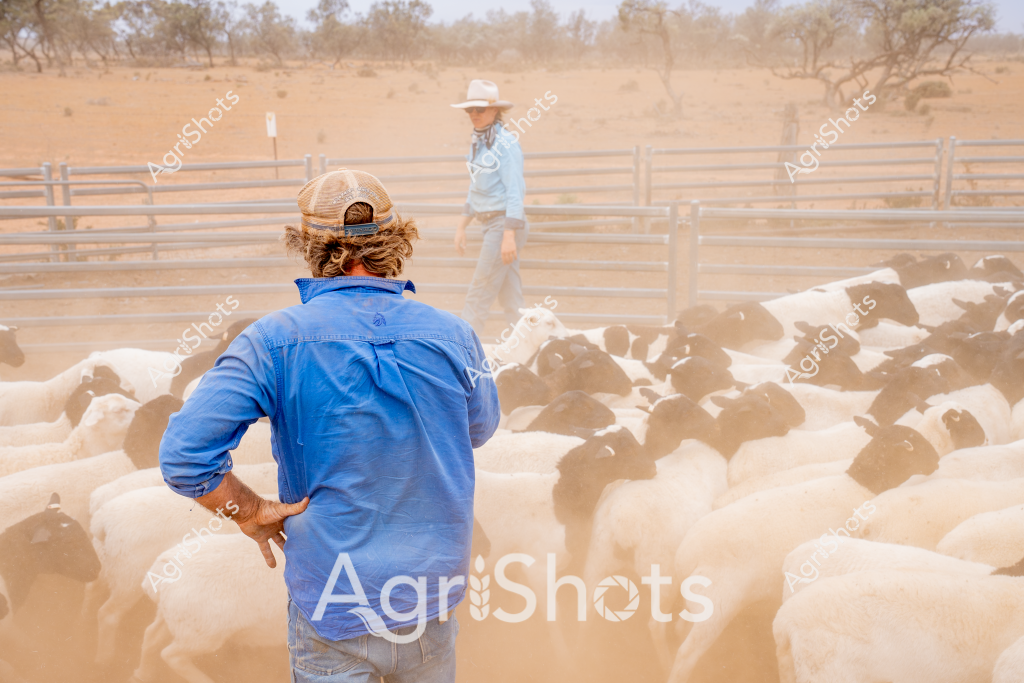 A dusty livestock yard scene captures two workers managing a large flock of sheep during what appears to be a dry season in the Australian outback. A woman in a light-colored hat stands in the distance near the fence, while a person in a blue shirt faces away from the camera, overseeing the dense mob of white sheep that kick up a substantial cloud of dust. The landscape is typical of arid grazing regions, with sparse trees and a sandy, sun-bleached background suggesting challenging environmental conditions. The sheep are tightly clustered, creating a mass of woolly bodies that fill the wooden-fenced yard, while the workers appear focused and methodical in their stock management. The blue shirt and wide-brimmed hat of the workers provide a stark contrast to the beige and brown tones of the dusty pastoral landscape, highlighting the typical attire of Australian livestock handlers working in harsh rural conditions.