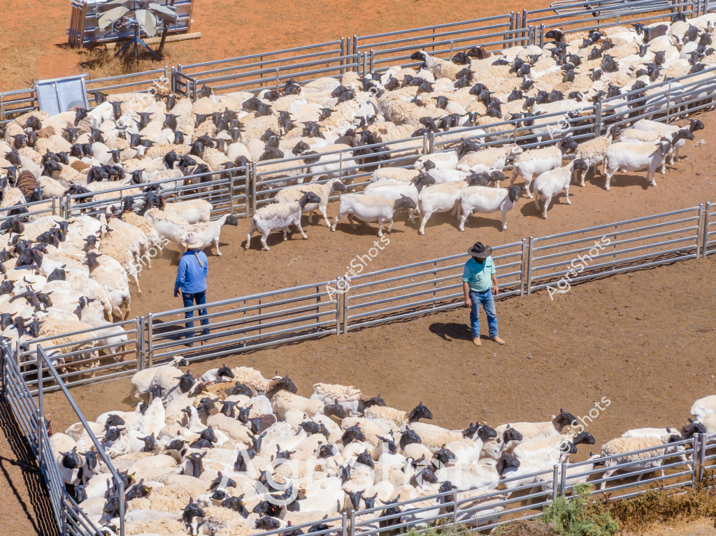 A large flock of white and dark-colored sheep are densely packed into multiple metal livestock yards under a bright, arid landscape. Two men in work attire - one wearing a blue shirt and the other in a teal-colored shirt - stand near the fenced pens, appearing to be managing the livestock gathering. The sandy-colored ground and metal yard infrastructure suggest this is a typical sheep farming scene, likely in an Australian inland or pastoral region. The sheep appear to be a mixed breed, with some showing distinct white wool and others having darker coloration, potentially representing a Merino or cross-bred flock. The tight arrangement of the animals and the systematic metal fencing highlight the organized approach to livestock management in Australian agriculture.

The aerial perspective provides a comprehensive view of the scale of the sheep operation, showing how modern farming techniques utilize structured yards to control and manage large numbers of livestock efficiently. Shadows cast by the animals and the workers emphasize the midday lighting and the dry, open landscape typical of Australian sheep farming regions.