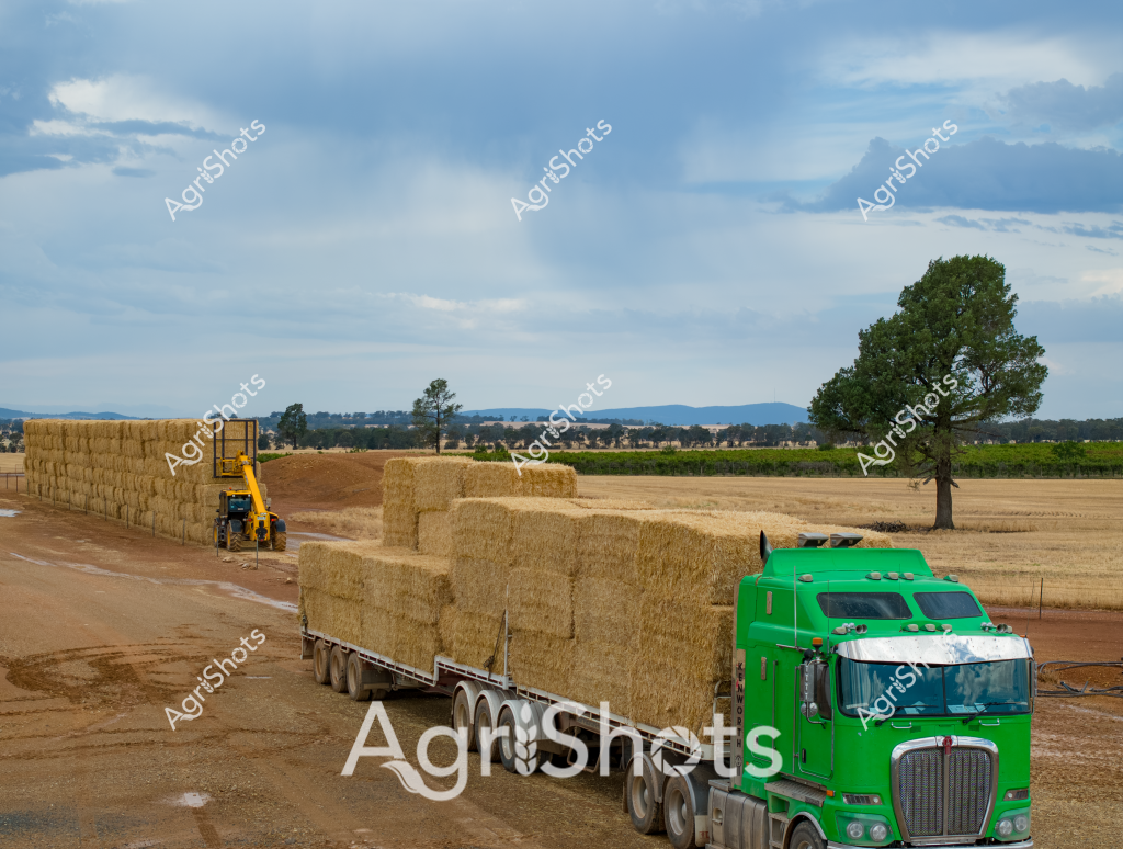 A vibrant rural harvesting scene captures a bright green Kenworth truck loaded with massive rectangular hay bales, parked in a golden wheat stubble field. A yellow telehandler stands nearby, systematically stacking additional straw bales into an impressively tall storage wall. The expansive agricultural landscape stretches toward distant mountain ranges, with a solitary green tree standing sentinel on the right side of the frame. The bright green truck contrasts beautifully against the warm golden tones of the harvested paddock, representing the efficient modern agricultural practices of hay and straw production. Neat rows of densely packed hay bales demonstrate the precision of contemporary farming equipment and logistics, showcasing the scale and mechanization of agricultural operations in the Australian rural landscape.

The scene embodies the end of a harvest cycle, with machinery and storage techniques transforming fresh-cut crop residue into valuable agricultural feed and bedding resources. The cloudless blue sky and neat landscape suggest ideal harvesting conditions, with every element of the scene carefully orchestrated to maximize agricultural productivity.