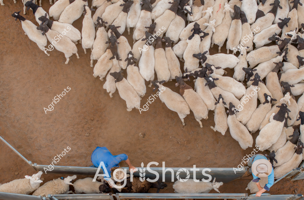 A large flock of black-and-white spotted sheep are densely packed in a holding yard, viewed from an overhead perspective. Two workers in blue clothing are positioned along a metal livestock handling rail, carefully managing the sheep during what appears to be a shearing or livestock processing operation. The ground is a rich brown earthen surface, providing contrast to the predominantly white woolly bodies of the sheep with their distinctive black faces and legs. One worker is wearing a light-colored hat, suggesting this is likely an Australian sheep station or farm environment, potentially in a region like Queensland or New South Wales. The tight clustering of the animals and the systematic handling infrastructure indicates a professional, well-organized livestock management approach typical of Australian agricultural practices.

The image captures the precision and scale of modern sheep farming, with the overhead view revealing the impressive density and uniformity of the flock. The blue-clad workers demonstrate the hands-on nature of livestock management, working closely with the animals in a controlled, efficient manner.