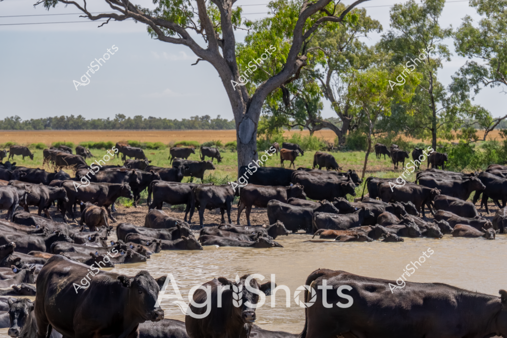 A large herd of black water buffalo congregates around a muddy waterhole, providing relief from the heat in what appears to be a northern Australian pastoral landscape. The buffalo are densely packed, with some standing in the water while many others lie fully submerged, their dark bodies creating a striking contrast against the murky water and surrounding green-grey landscape. A large, weathered eucalyptus tree stands prominently in the background, offering some shade to the herd. The scene captures a typical moment of cattle management in Australia's tropical or subtropical regions, where water sources are critical for livestock survival during hot periods. The buffalo appear to be resting and cooling themselves, demonstrating their adaptation to harsh environmental conditions characteristic of northern Australian cattle stations.
