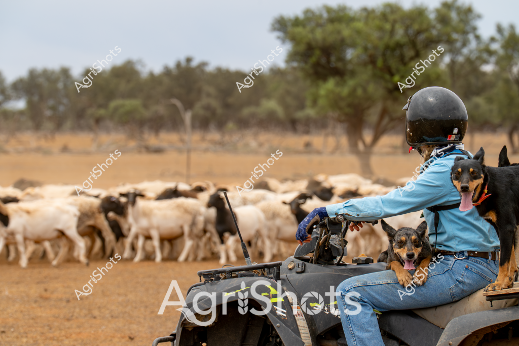 A woman herds a flock of white and dark-colored goats across a dry, dusty paddock using an all-terrain vehicle (ATV) in what appears to be an arid Australian rural landscape. Two working dogs accompany her on the ATV, both alert and ready to assist with livestock management. Sparse trees and golden-brown grasslands stretch into the background, indicating a typical Australian pastoral setting during a dry season. The woman wears a light blue long-sleeved shirt, protective helmet, and denim jeans, representing the practical attire of Australian livestock managers. The goat herd moves compactly across the open ground, showing the coordinated effort between the herder, her dogs, and the ATV in managing livestock in challenging environmental conditions.

The scene captures the resilience and adaptability of Australian agricultural workers, demonstrating how modern technology and traditional herding practices combine to manage livestock in harsh rural environments. The ATV provides mobility and efficiency, while the working dogs remain critical partners in controlling and directing the animal movement.