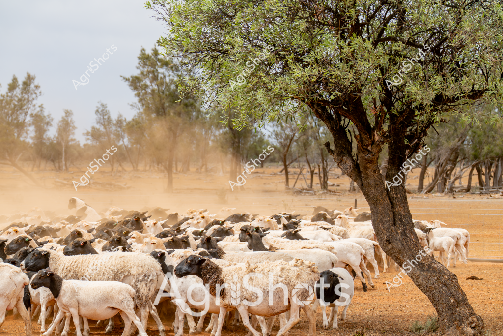 A large flock of black and white sheep huddles together under a mature tree in a dry, dusty paddock. The landscape appears arid, with sparse vegetation and a background of scattered trees creating a classic Australian pastoral scene. Clouds of dust rise around the sheep as they cluster together, seeking shade from the intense sunlight. The mix of white and dark-colored sheep suggests a diverse flock, likely a combination of Merino and other breed types common in Australian livestock farming. The gnarled tree provides a focal point, its branches spreading wide to offer limited relief from the harsh environmental conditions. The scene captures the resilience of Australian sheep farming in challenging drought-like conditions, with the animals tightly packed together in a survival strategy against the unforgiving landscape.