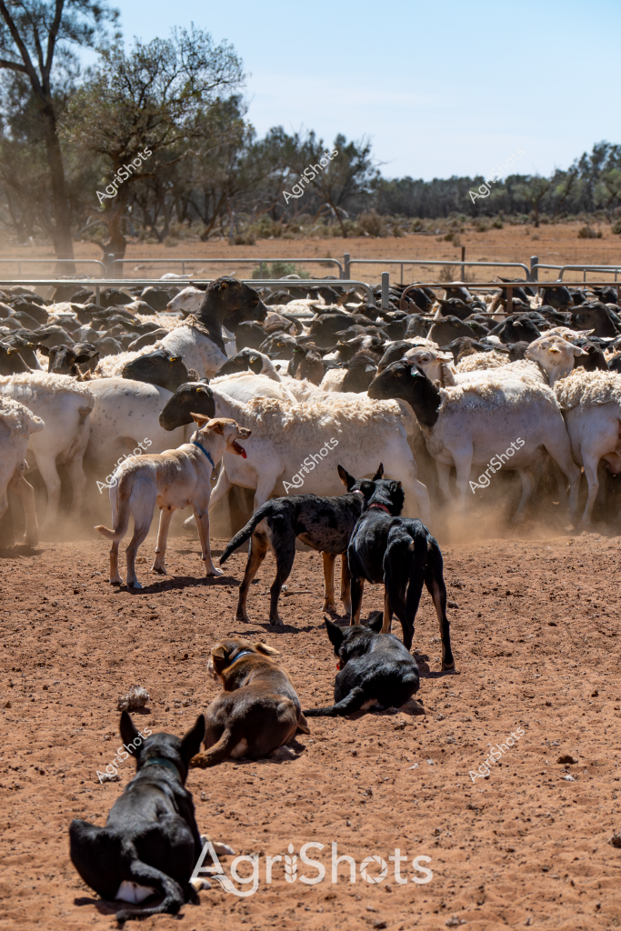 A classic Australian livestock mustering scene captures working dogs expertly managing a large flock of white and dark-colored sheep in a dusty, arid paddock. Several black and tan dogs are positioned strategically around the mob, some standing alert while others rest on the dry, reddish-brown earth. The sheep are densely packed within a metal yard fence, with trees and scrubland visible in the background, suggesting a typical Australian pastoral setting.

The working dogs, likely Australian Kelpies or similar herding breeds, demonstrate the critical role of canine partners in managing livestock across vast rural properties. Their positioning shows practiced skill - some standing vigilant, others resting but ready to spring into action at a moment's notice. The dense dust cloud and tight grouping of sheep indicate active movement and controlled herding.

The harsh, sunbaked landscape with its red soil and sparse vegetation is characteristic of inland Australian agricultural regions, likely in a state like Queensland or Western Australia. The scene captures the demanding nature of sheep farming in challenging environmental conditions, highlighting the resilience and expertise required in Australian pastoral agriculture.