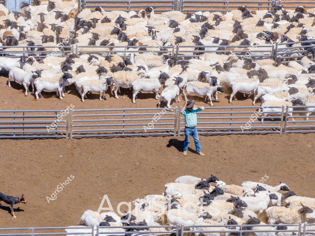 A large flock of white and black-faced sheep are packed tightly within multiple metal livestock yards, with a man in a blue shirt and hat standing among them. The sheep appear to be a mixed breed, likely Dorper or Merino cross, densely clustered across different pen sections on a dry, dusty ground. A working dog can be seen at the bottom left of the image, ready to assist with herding. The metal yard infrastructure creates geometric patterns, with horizontal rails dividing the livestock into controlled groups. The scene captures a typical Australian livestock management scenario, likely in a regional or station setting, where careful animal handling and mustering are essential agricultural practices. The stark contrast between the white sheep, tan ground, and blue-shirted stockman creates a visually striking representation of rural Australian livestock management.