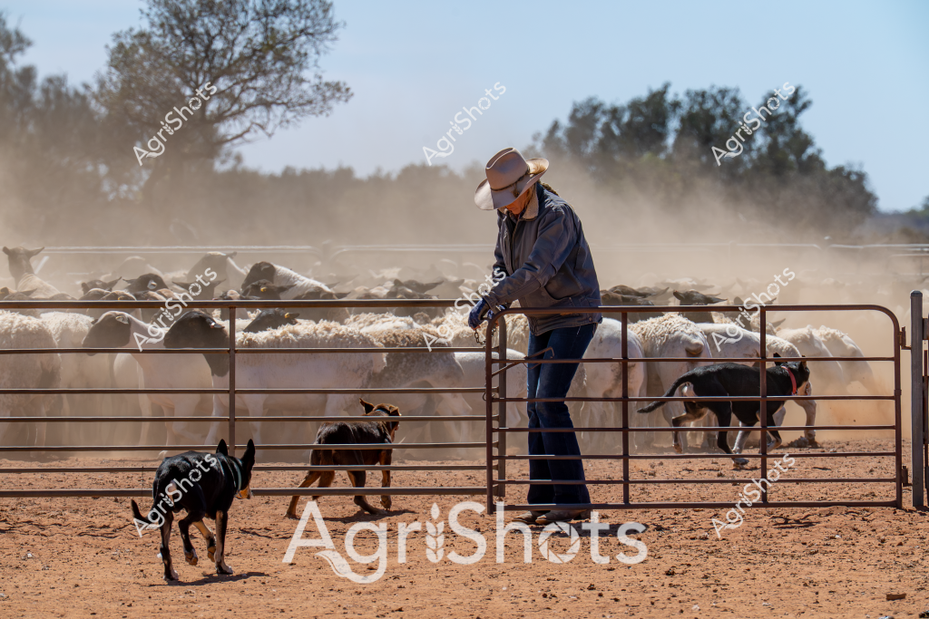A man stockman in a dusty brown Akubra hat and dark jacket manages a flock of white sheep within a metal livestock yard on a dry, arid paddock. Two working dogs - one black and one brown - assist in controlling the mob, moving strategically around the dusty enclosure. The sheep are tightly clustered behind metal gates, with dust billowing around their woolly bodies, creating a hazy atmospheric effect. The surrounding landscape features sparse trees and scrubland, indicating a typical Australian rural setting with harsh, sun-baked conditions. The stockman stands carefully positioned near the gate, demonstrating precise control and skill in managing the livestock. The scene captures the essential interaction between human, dogs, and sheep in the challenging environment of Australian pastoral agriculture.