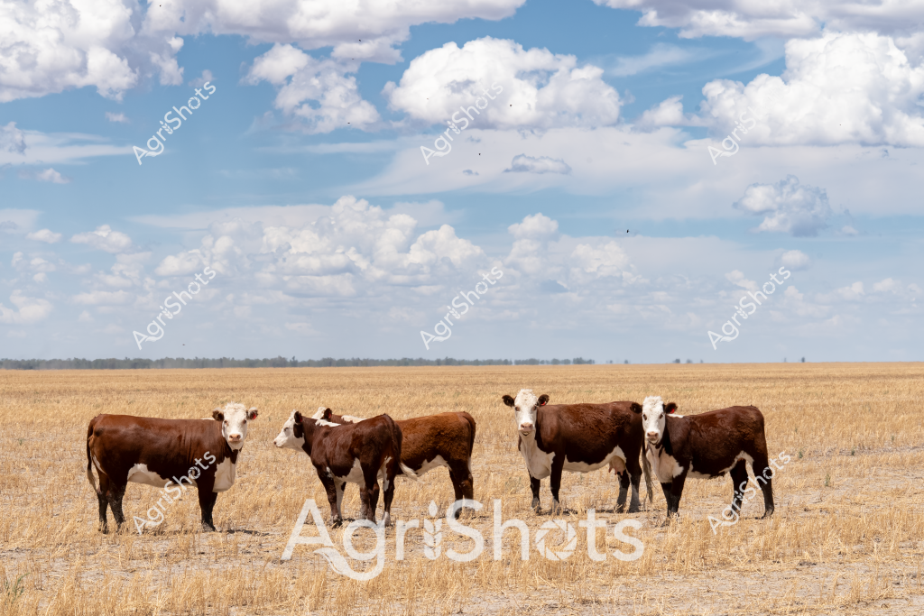 A small herd of Hereford-cross cattle stand quietly in a dry, golden stubble paddock under a dramatic sky filled with puffy white clouds. The six cattle - a mix of brown and white-faced animals - are clustered together, appearing calm in the expansive agricultural landscape that stretches to a distant treeline on the horizon. Their coats range from rich chocolate brown to white-faced variations, typical of crossbred beef cattle common in Australian pastoral regions. The landscape suggests a late summer or early autumn scene, with the harvested field's pale golden stubble indicating a recently completed grain crop. The wide-open sky and flat terrain are quintessential of Australian agricultural regions, likely in a state like Queensland, New South Wales, or Western Australia. The cattle appear healthy and well-conditioned, standing steadily in the open paddock, representing the robust beef cattle breeding typical of extensive Australian agricultural systems.