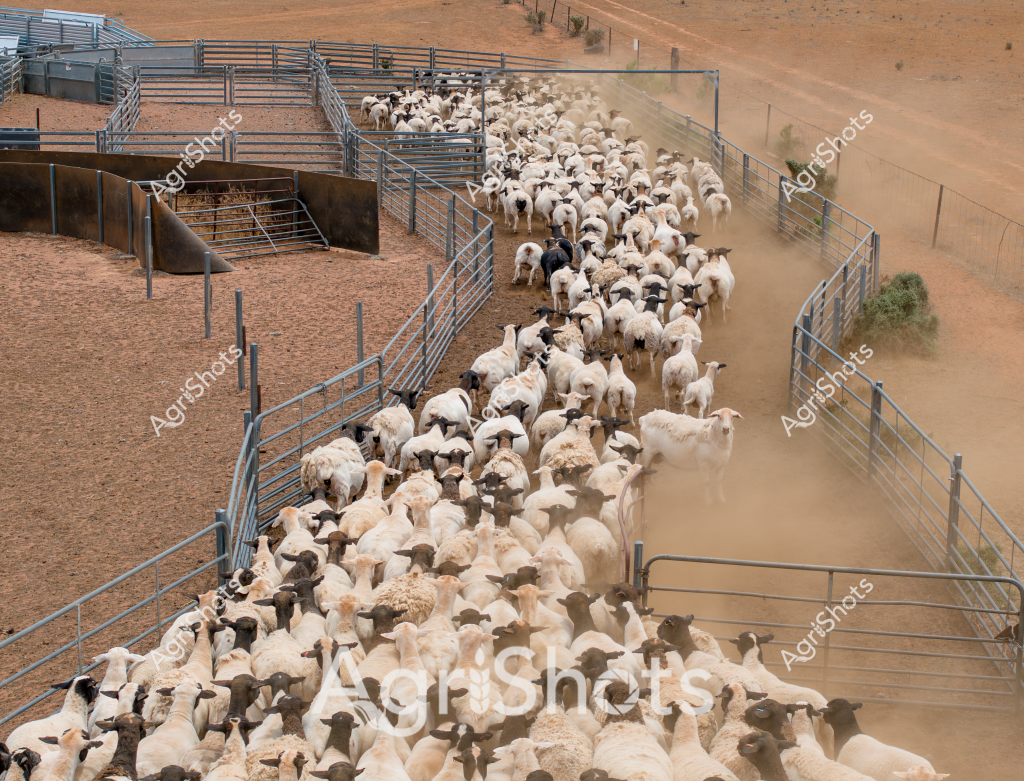 A large mob of Merino sheep moves through a carefully designed livestock handling system on a dry, dusty Australian pastoral property. The blue steel cattle yards create a structured pathway guiding the dense flock of white and black-faced sheep, moving steadily between metal gates and fenced channels. Fine dust rises from their hooves as they navigate the tight corral, highlighting the arid landscape surrounding the metal infrastructure. The precision of the yard design demonstrates modern Australian sheep management techniques, allowing efficient movement and control of the livestock. The image captures the scale and discipline of large-scale sheep farming in Australia's inland regions, where carefully engineered infrastructure supports agricultural productivity in challenging environmental conditions.

The flock appears to be predominantly white Merino sheep, with several black-faced animals interspersed throughout, suggesting a mixed breeding program typical of Australian pastoral stations. The earthen ground and sparse vegetation in the background underscore the challenging agricultural environment where these sheep are raised.