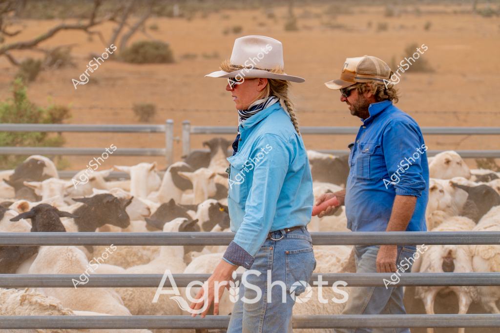 Two livestock managers stand beside a mob of mixed-breed sheep in a dry outback paddock, surveying the herd with professional focus. A woman wearing a white wide-brimmed hat, blue long-sleeved shirt, and jeans stands to the left, while a man in a blue work shirt and cap stands to her right. The sheep - a mix of white and dark-colored animals - are tightly clustered behind metal livestock yards, with sparse scrubland and dusty terrain visible in the background.

The scene captures the typical rural Australian pastoral landscape, characterized by arid conditions and the essential work of stock management. Both individuals appear attentive and positioned strategically, suggesting they are assessing the condition of the flock or preparing for a mustering operation. Their coordinated blue work shirts and practical rural attire indicate professional farming practices, while the wide-brimmed hats provide protection from the intense outback sun.

The landscape speaks to the challenging environment of Australian sheep farming, with dry ground, scattered vegetation, and a sense of vastness that defines remote agricultural regions. This image represents the resilience and skill required in managing livestock in tough, unforgiving terrain.
