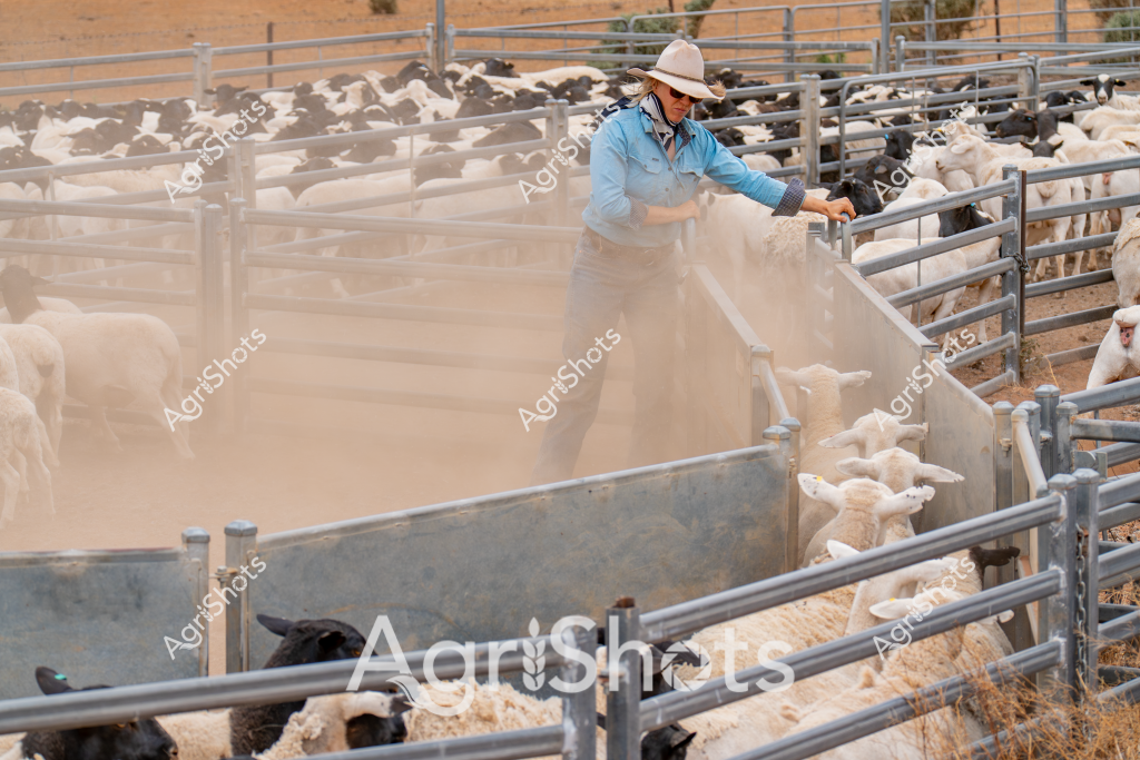 A woman stockman carefully manages a flock of sheep in a dust-filled livestock yard, surrounded by metal cattle panels and fencing. Wearing a light blue long-sleeved shirt and a wide-brimmed pale hat, she works among a mixed group of white and dark-colored sheep in a dry, arid landscape. The dusty environment suggests an Australian outback or inland pastoral setting, with the stockwoman methodically moving and sorting the animals through the narrow metal gate sections. Shadows and dust create a textured, atmospheric scene that captures the challenging conditions of sheep management in rural Australia. The metal yards provide structured containment, while the worker's experienced movements demonstrate the skill and precision required in livestock handling.