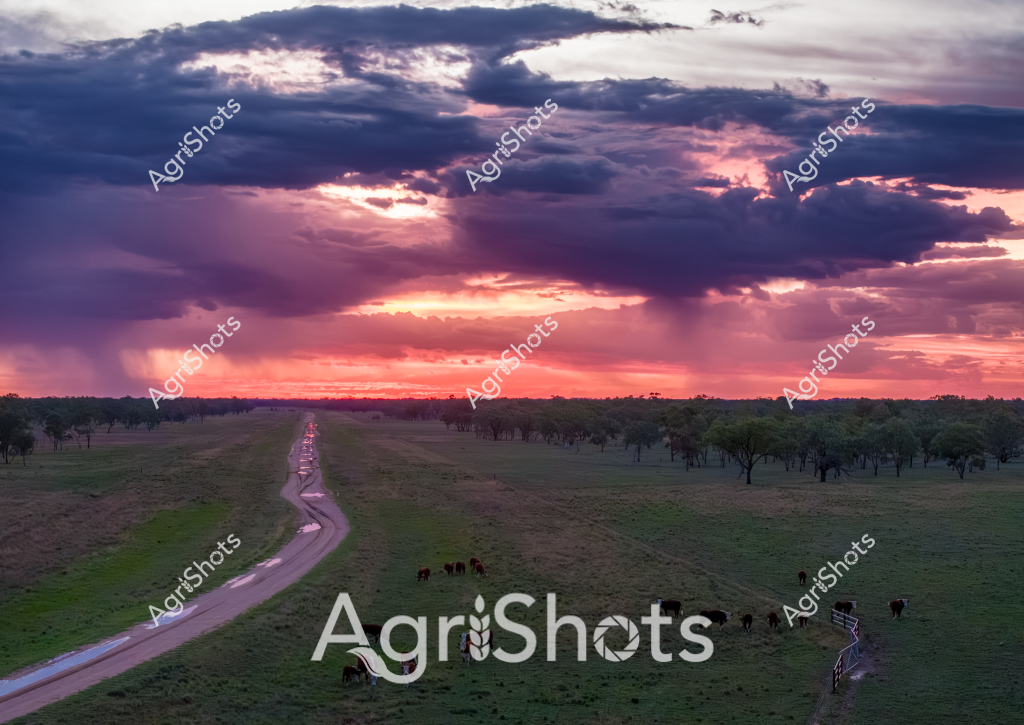A dramatic rural sunset illuminates a sweeping pastoral landscape, where a winding dirt road cuts through green pastureland dotted with grazing cattle. Dark storm clouds in deep purples and blues create a dramatic backdrop, while the horizon glows with intense orange and pink sunset hues. Several dark-colored cattle graze peacefully in the foreground, scattered across the lush grassland near a wooden fence line. The landscape appears expansive and serene, with scattered eucalyptus trees defining the distant treeline and creating a quintessential Australian rural scene. The sinuous road stretches into the distance, leading the eye toward the dramatic cloudscape and emphasizing the sense of open space characteristic of Australian pastoral regions. This image captures the raw beauty of agricultural landscapes, where livestock and nature coexist under a breathtaking sky.