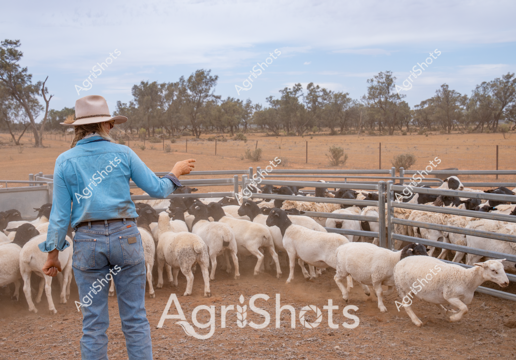A woman stockman stands with her back to the camera, overseeing a mob of white lambs in a dusty livestock yard. Wearing a classic Australian farm uniform of a blue long-sleeved work shirt, faded blue jeans, and a light-colored wide-brimmed Akubra hat, she gestures with one hand while controlling the sheep's movement. The surrounding landscape is quintessential Australian outback - sparse eucalyptus trees scattered across a dry, golden-brown paddock with wire fencing defining the livestock area.

The sheep, likely a white breed such as Merinos, are clustered tightly in a metal stock yard, creating a dynamic scene of rural agricultural activity. Dust rises from their movement, highlighting the arid conditions typical of Australian sheep farming regions. The woman's stance suggests years of experience managing livestock, her body language calm and authoritative as she guides the lambs.

The background reveals a classic Australian pastoral setting - sparse trees, fenced paddocks, and wide-open skies with soft clouds creating a sense of expansive rural space. This image captures the essence of Australian sheep farming - resilience, skill, and a deep connection to the land.