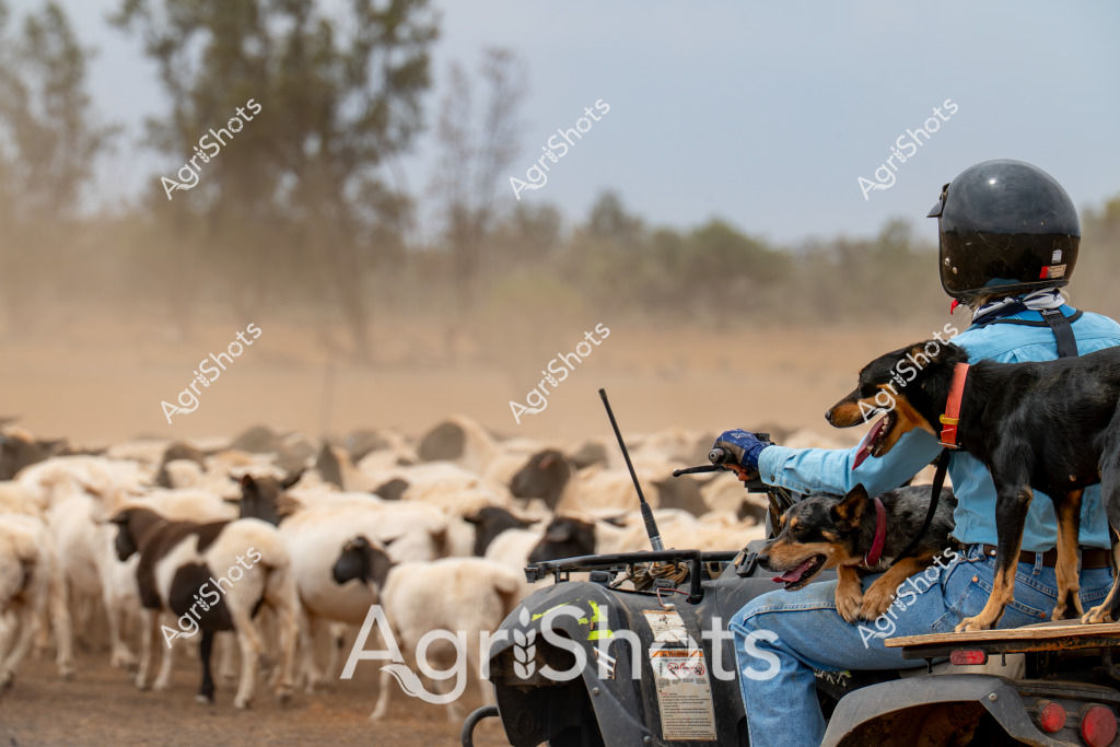 A stockman wearing a blue shirt and helmet sits on an all-terrain vehicle (ATV) with working dogs, mustering a large flock of mixed-breed sheep across a dusty, arid landscape in rural Australia. Two alert herding dogs perch on the ATV, their keen eyes tracking the movement of the sheep, which appear to be a combination of white and dark-fleeced animals. The dry paddock stretches out with sparse trees and golden-brown vegetation in the background, indicating challenging drought conditions typical of the Australian outback. Dust rises from the ground as the sheep move, creating a hazy atmosphere that speaks to the harsh environmental conditions faced by livestock and farmers. The scene captures the essential partnership between the stockman, his working dogs, and the sheep - a quintessential image of Australian agricultural resilience and traditional livestock management techniques.