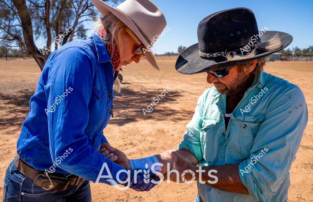 Two agricultural workers stand in a dry, arid landscape, shaking hands in what appears to be a moment of professional collaboration or agreement. A woman wearing a blue long-sleeved shirt and a light-colored wide-brimmed hat stands alongside a man in a light blue shirt and a black wide-brimmed hat with sunglasses. The background reveals a sparse, dusty terrain with scattered trees, indicating a remote rural Australian setting typical of drought-affected regions.

The intense handshake suggests a serious discussion, potentially related to farming, livestock management, or agricultural operations. Their attire - robust work shirts, protective hats, and practical clothing - reflects the hardworking nature of rural professionals dealing with challenging environmental conditions. The sandy ground and sparse vegetation in the background highlight the tough agricultural landscape they are working in, potentially discussing strategies for managing livestock or crop production during difficult environmental circumstances.

The image captures the spirit of Australian agricultural resilience, with two professionals engaged in what seems to be an important conversation amid a harsh, sun-drenched rural environment. Their body language and setting communicate the collaborative and determined nature of farming communities facing environmental challenges.