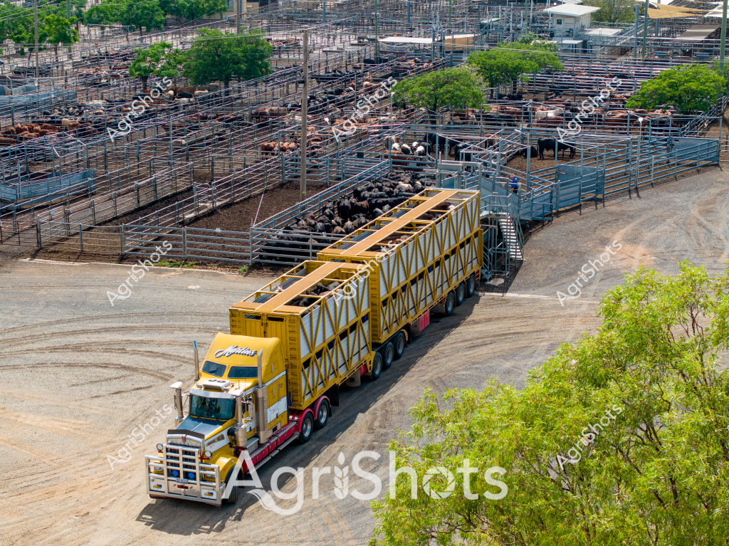A sprawling cattle yard in the Australian outback features a striking yellow and white multi-axle livestock transport truck positioned amid numerous metal cattle pens. Numerous black beef cattle are densely grouped within the blue-gray metal holding yards, surrounded by trees and gravel roadways. The heavy-duty truck, likely a Kenworth or Western Star model designed for long-haul cattle transportation, has an extensive multi-level trailer configuration specifically engineered for moving large herds across vast distances. The industrial agricultural setting reveals the intricate infrastructure required for transporting livestock, with precisely engineered fencing, multiple interconnected yards, and specialized heavy transport vehicles purpose-built for the challenging Australian rural landscape. Mature green trees provide some natural backdrop to the intense industrial agricultural scene, highlighting the intersection of rugged terrain and sophisticated livestock management techniques. The yellow truck stands out dramatically against the earthy tones of the cattle yard, symbolizing the critical role of transportation in Australia's massive beef production industry.