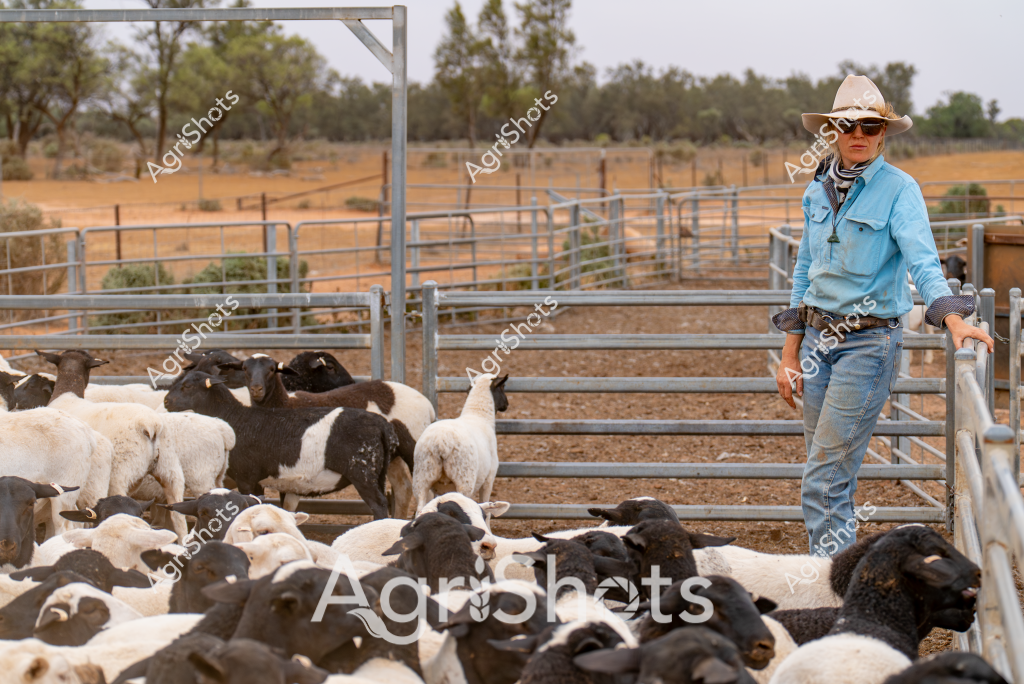 A woman stockman in classic rural attire - blue denim work shirt, jeans, and a light-colored cowboy hat - stands confidently beside metal livestock yards containing a mixed flock of black and white sheep. The paddock appears to be in an arid or semi-arid Australian agricultural setting, with sparse trees and golden-brown earth visible in the background. Multiple breeds of sheep are clustered together in the metal holding pens, with white and dark-colored animals standing and moving about, suggesting a routine livestock management scenario. The woman's stance is alert and professional, leaning against the metal gate, wearing sunglasses and embodying the skilled stockmanship typical of Australian rural workers. The landscape hints at a dry pastoral region, likely in inland Queensland or New South Wales, where sheep farming is a critical agricultural industry.

The scene captures the essence of Australian livestock management - a lone stockwoman overseeing a diverse flock in a challenging rural environment, representing the resilience and expertise of agricultural workers in managing livestock under often harsh conditions.