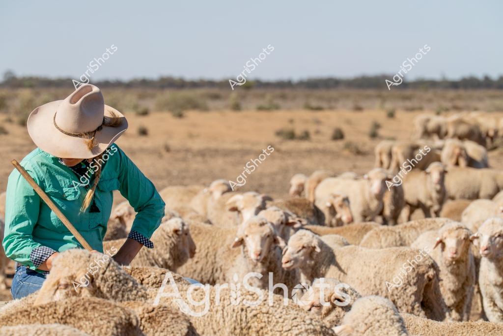 A woman sheep farmer stands among a large flock of merino sheep in an arid Australian landscape, wearing a wide-brimmed sun hat and a bright green jacket. The woolly, cream-colored sheep are densely clustered across a dry, golden-brown paddock with sparse vegetation and distant scrubland visible on the horizon. Her stance suggests careful observation and management, with a long herding stick resting casually across her body as she surveys the flock. The landscape epitomizes the challenging conditions of Australian pastoral farming, where livestock management requires skill, resilience, and intimate knowledge of the terrain. The soft beige of her hat contrasts beautifully with her emerald green jacket, creating a striking visual against the neutral tones of the surrounding environment. This image captures the essence of rural Australian sheep farming - a solitary figure amidst a sea of livestock, representing the hard work and dedication required to maintain agricultural productivity in harsh, dry conditions.