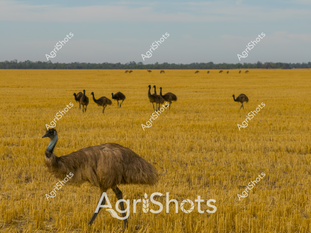 A striking landscape showcasing a flock of emus roaming across a golden wheat stubble field after harvest. The majestic native Australian birds - with their distinctive brown feathered plumage and long legs - are scattered across the expansive yellow landscape, some standing in small groups while others move individually through the short-cut crop remnants. In the background, a distant treeline marks the horizon under a soft, pale blue sky, creating a quintessential Australian agricultural scene that captures the unique wildlife interaction with farming landscapes. The emus appear relaxed and natural, moving freely across the harvested paddock, demonstrating the coexistence of native fauna and agricultural environments. Their earthy brown coloration contrasts beautifully with the bright golden-yellow of the stubble field, creating a visually compelling image that speaks to the wide-open spaces of rural Australia.

The scene epitomizes the intersection of wildlife and agriculture, showing how these remarkable birds navigate and inhabit working farmlands, moving with characteristic grace across the post-harvest terrain. The stubble field's uniform texture and color suggest a recently harvested wheat crop, typical of agricultural regions in states like Western Australia, South Australia, or New South Wales.