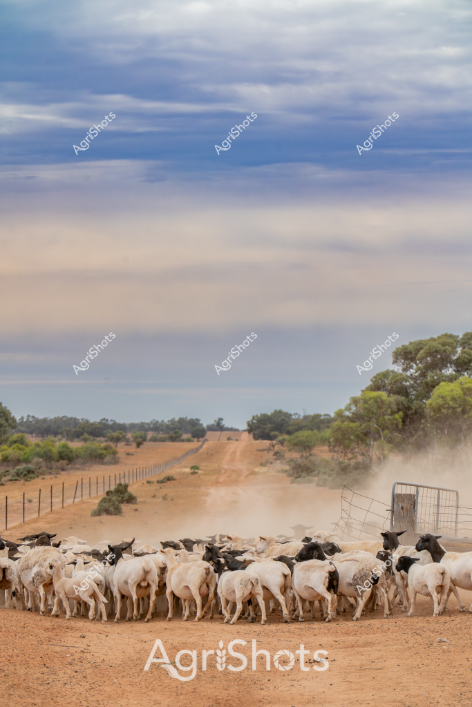 A tight mob of white and black goats clusters around a livestock gate on a dusty dirt road in the Australian outback. The herd stands close together, creating a dense group of woolly bodies against the rust-colored earth, with a wire fence and wooden gate post defining their boundary. A long, unsealed rural track stretches into the distance, lined with sparse eucalyptus trees and scrubland under a cloudy, soft-toned sky. Fine dust rises around the goats' hooves, indicating recent movement or dry ground conditions typical of arid pastoral regions. The landscape suggests a remote station or grazing property, with the goats carefully contained within their fenced paddock area. The muted blue and tan tones of the sky contrast beautifully with the earthy ground, creating a quintessential Australian rural scene that captures the harsh yet beautiful agricultural landscape.