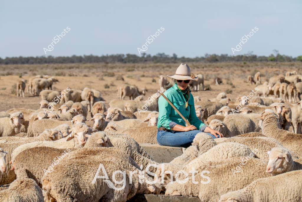 A woman shepherd sits calmly amid a large flock of merino sheep in a dry, expansive Australian paddock. Wearing a teal green shirt, blue jeans, and a wide-brimmed cowboy hat, she appears relaxed and in control, perched comfortably on the woolly backs of the closely packed sheep. The landscape is a stark, arid environment with scattered low vegetation and distant trees forming a muted horizon line under a pale blue sky.

The merino sheep, with their dense, creamy-white fleece, are tightly clustered together, creating a textured landscape of woolly bodies. The woman seems at ease, almost blending into the flock, suggesting an intimate understanding of the livestock and the challenging rural environment. Her posture and positioning demonstrate the close relationship between Australian farmers and their animals, highlighting the skill and patience required in sheep farming.

The scene captures the essence of rural Australian agricultural life - a resilient shepherd managing the flock in a harsh, sun-drenched landscape that requires both physical endurance and deep agricultural knowledge. The image speaks to the ongoing story of pastoral farming in Australia's challenging inland regions.