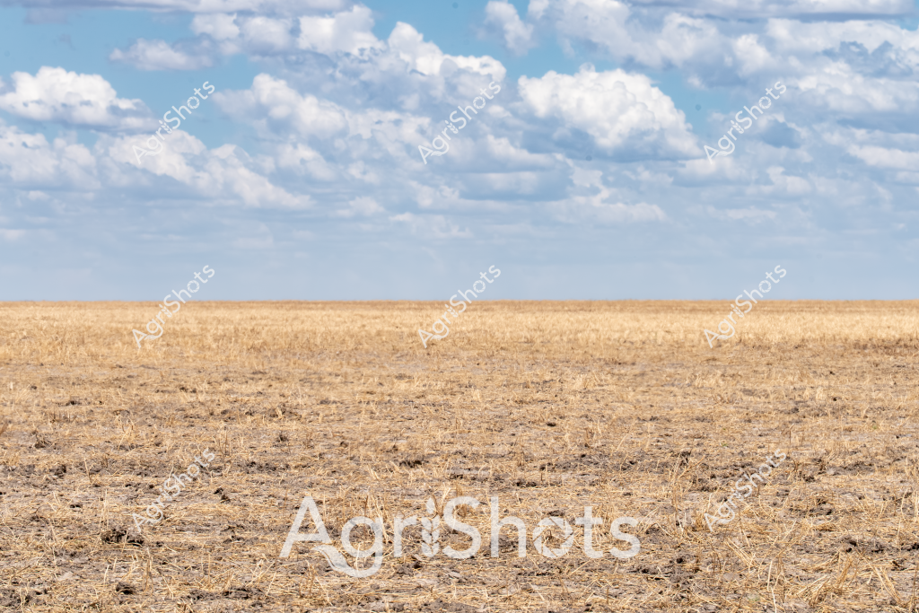A vast, drought-affected landscape stretches beneath an expansive cloudy sky, capturing the harsh realities of Australian agricultural conditions. The foreground reveals a parched, golden-brown paddock with short stubble and scattered dry vegetation, indicating a severely water-stressed environment. Wispy white clouds drift across a pale blue sky, creating a sense of openness and desolation typical of arid rural regions. The landscape appears completely flat, extending to a distant horizon where the earth seems to merge seamlessly with the sky. The coloration suggests late summer or early autumn, when crops have been harvested and the land shows the intense effects of prolonged dry conditions. This image powerfully illustrates the challenging environmental context faced by Australian farmers, where drought can transform productive agricultural land into a seemingly barren expanse.