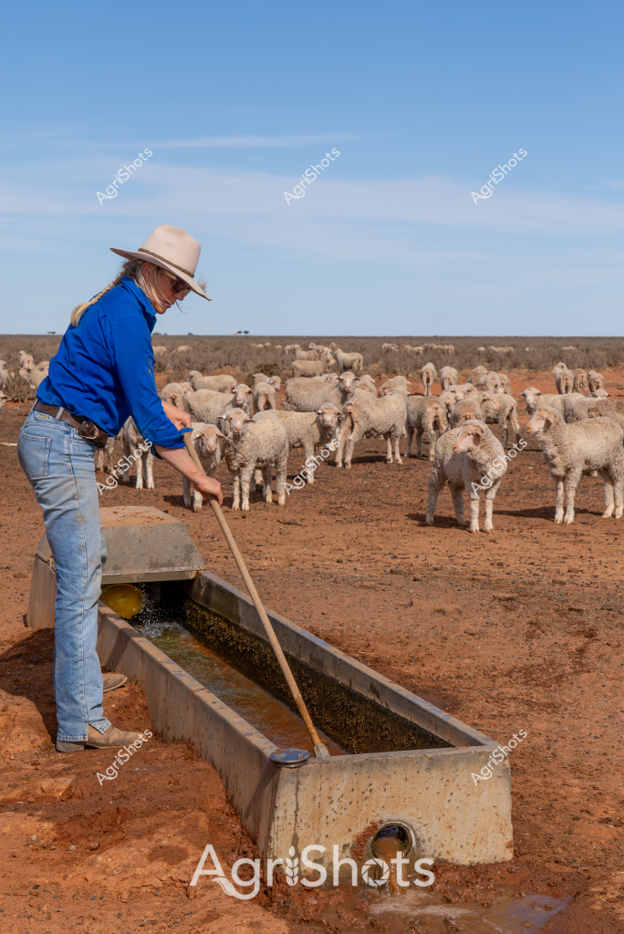 A woman stockman in a bright blue long-sleeved shirt and light blue jeans manages a flock of Merino sheep in an arid Australian landscape. Standing beside a concrete water trough, she uses a long pole to adjust or clean the water supply for the livestock. The dry, reddish-brown earth stretches to the horizon, dotted with dozens of woolly white sheep clustered together in the background. Her wide-brimmed light-colored hat provides protection from the intense sunlight, while the clear blue sky suggests a typical hot, dry day in the Australian outback. This scene captures the challenging yet essential work of managing livestock in harsh rural conditions, highlighting the critical role of water infrastructure in sustaining sheep farming in remote agricultural regions.