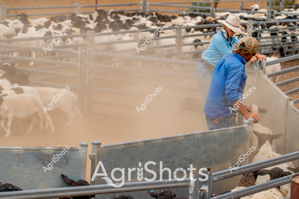 Two workers manage a dusty livestock yard, with sheep penned in metal fencing and dust swirling around their feet. A man in a white hat and light blue shirt and another worker in a blue jacket are positioned at different points of the curved metal livestock handling system, carefully controlling the movement of the sheep. The agricultural setting is characterized by metallic yard infrastructure, multiple paddocks, and a dry, dusty environment typical of Australian livestock management. Dust clouds rise around the animals, creating a hazy atmospheric effect that highlights the dynamic nature of stock handling. The workers appear focused and professional, demonstrating the skilled labor required in managing livestock in challenging rural conditions. The scene captures the essence of Australian sheep farming, with precision and careful animal management evident in every aspect of their work.
