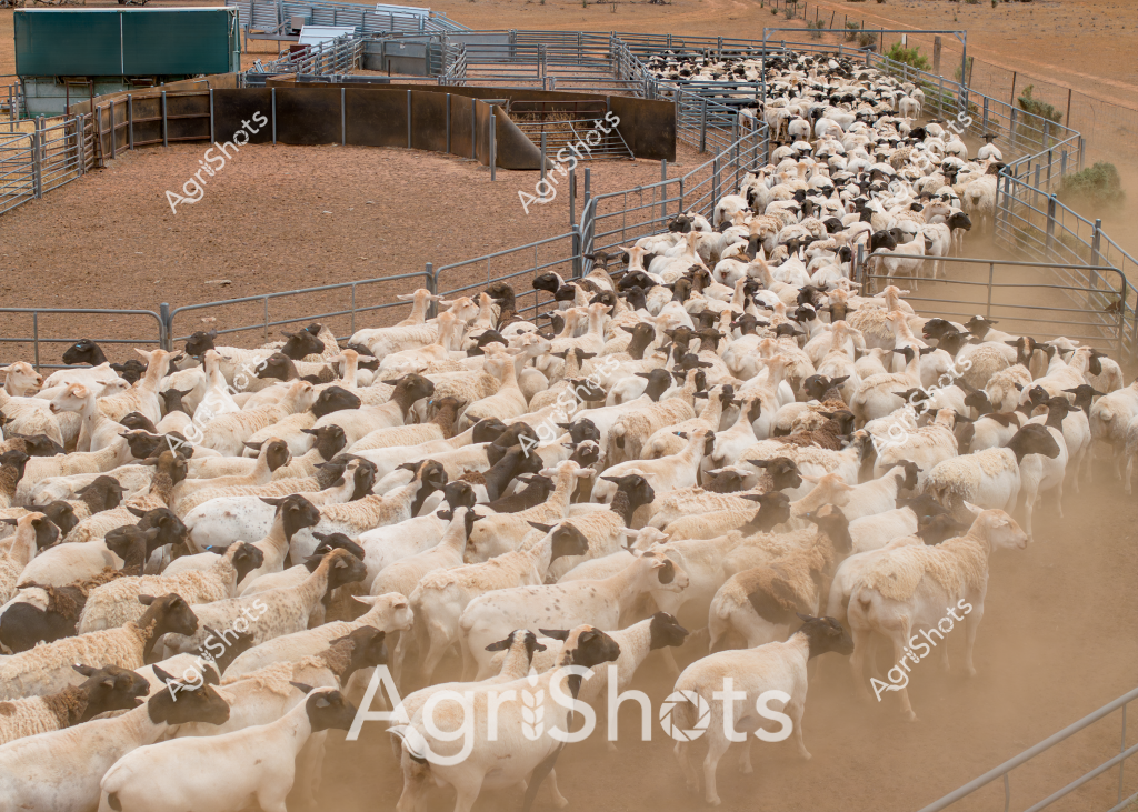 A large flock of white and dark-faced sheep densely crowds a set of metal livestock yards in an arid, dusty rural setting. The sheep, likely Merino or a crossbreed common in Australian pastoral regions, are tightly packed within a series of connected metal panel gates and sorting pens. A rusty-colored dirt ground and sparse vegetation suggest this is a dry, inland livestock management area, typical of sheep stations in regions like western New South Wales or South Australia. The animals appear to be moving through a systematic handling system, potentially for routine agricultural procedures like marking, shearing, or health checks. Dust rises around the tightly clustered mob, creating a hazy atmosphere that highlights the movement and density of the livestock. The metal yard infrastructure demonstrates the sophisticated management techniques used in Australian sheep farming, with carefully designed paths and holding areas to efficiently handle large numbers of animals.